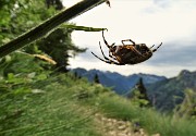 21 Ragnetto sospeso da invisibile filo di ragnatela